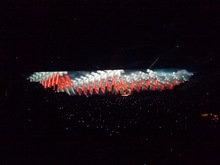 Roger Waters / Golden Ticket on Mar 29, 2011 [861-small]
