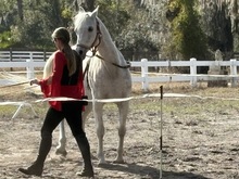 Herrmann's Royal Lipizzan Stallions on Feb 13, 2026 [294-small]