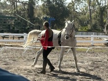Herrmann's Royal Lipizzan Stallions on Feb 13, 2026 [295-small]