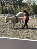 Herrmann's Royal Lipizzan Stallions on Feb 13, 2026 [296-small]