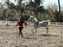 Herrmann's Royal Lipizzan Stallions on Feb 13, 2026 [297-small]