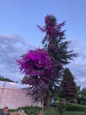 Sounds of Garden on Jul 8, 2021 [358-small]