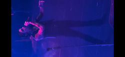 Black Veil Brides / Dark Divine / Ville Valo on Sep 27, 2023 [131-small]