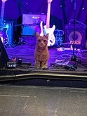 A Cat on stage at The Brunswick, Swansea Sound / The Proctors on Oct 27, 2023 [183-small]