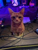 The Cat belongs to The Proctors, Swansea Sound / The Proctors on Oct 27, 2023 [188-small]